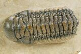 Detailed Crotalocephalina Trilobite - Atchana, Morocco #359548-3